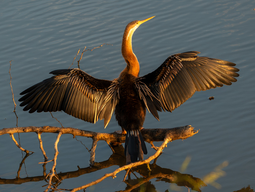 iNaturalist image