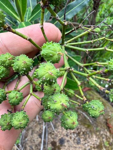 Euphorbia mellifera, photograph 4