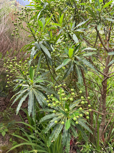 Euphorbia mellifera, photograph 3