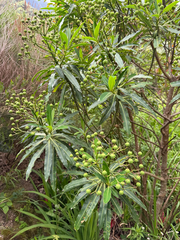 Euphorbia mellifera, photograph (c) Rob Felix, some rights reserved (CC BY)