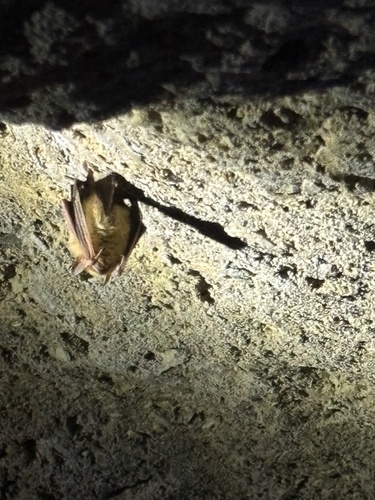 Tricolored Bat observed by mattyd112
