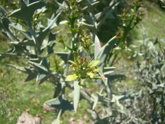 Colletia paradoxa