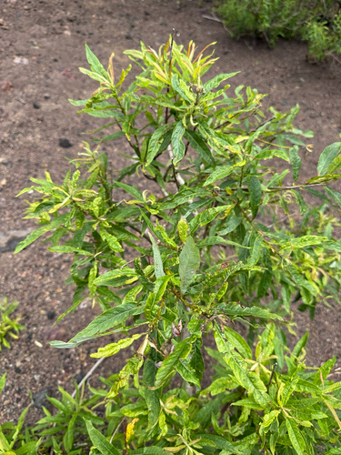 Salix pedicellata, photograph 4