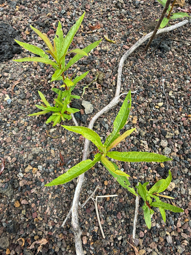 Salix pedicellata, photograph 5