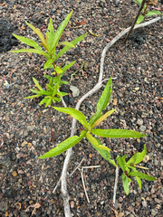 Salix pedicellata, photograph (c) Rob Felix, some rights reserved (CC BY)