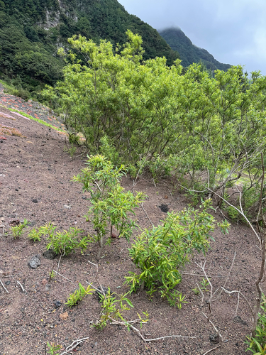 Salix pedicellata, photograph 6