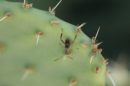 iNaturalist observation photo of Leaf-footed Cactus Bug