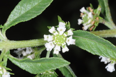 Lippia turbinata