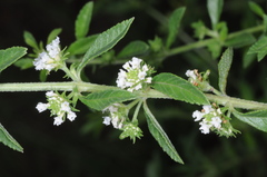 Lippia turbinata