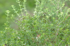 Lippia turbinata
