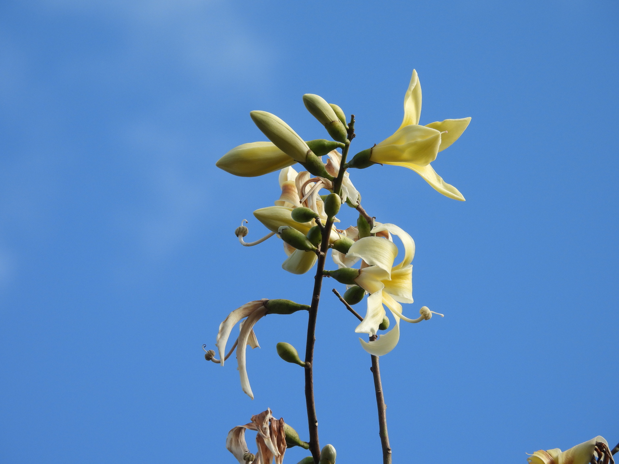 Ceiba chodatii (Hassl.) Ravenna 4