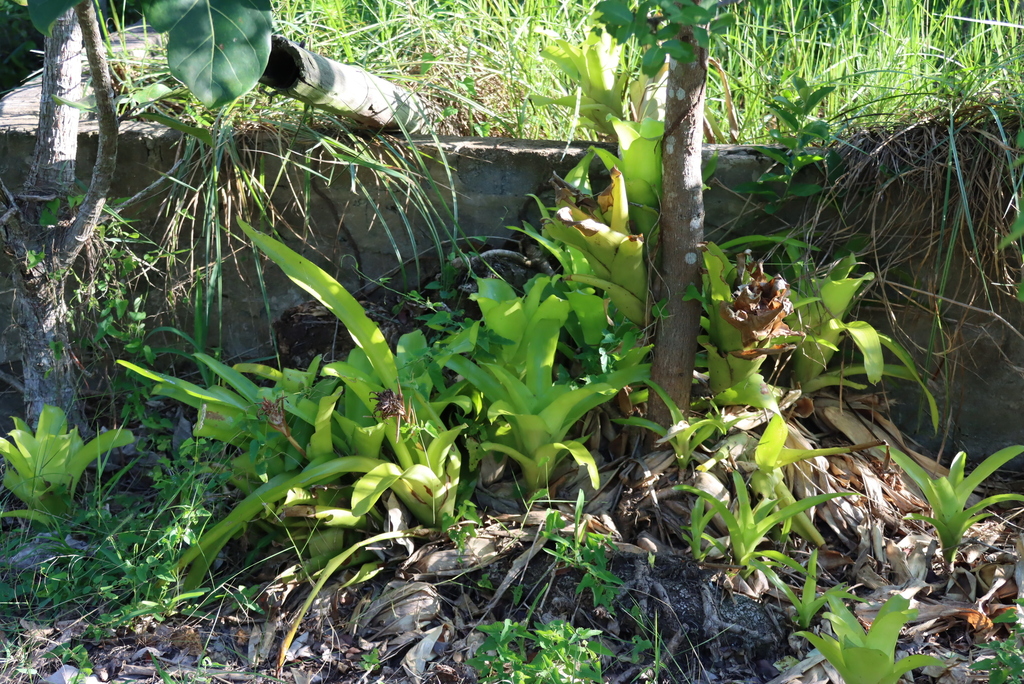 Khóm rằn – Billbergia pyramidalis