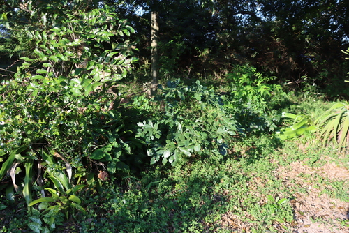 Cussonia sphaerocephala