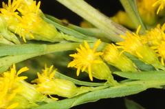 Solidago chilensis