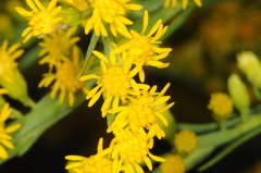 Solidago chilensis
