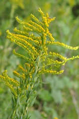 Solidago chilensis