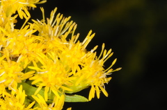 Solidago chilensis