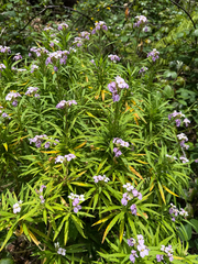 Erysimum bicolor, photograph (c) Rob Felix, some rights reserved (CC BY)