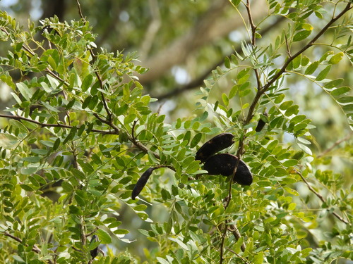 Gleditsia amorphoides