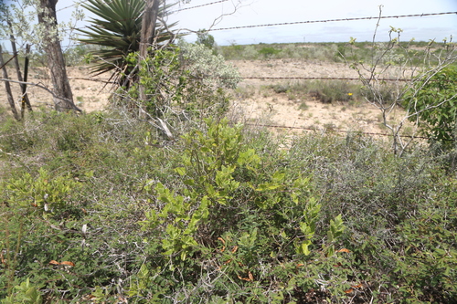 Mandevilla lanuginosa, photograph 1