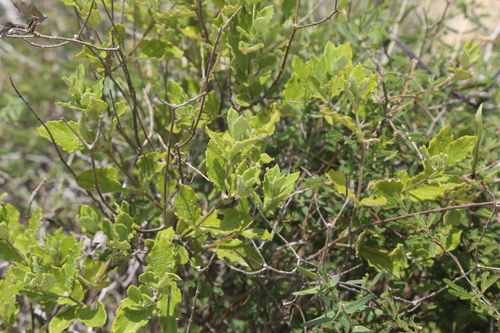 Mandevilla lanuginosa