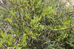 Mandevilla lanuginosa