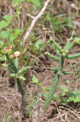 Opuntia salmiana
