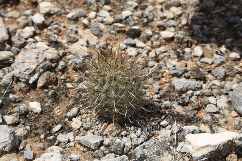 Sclerocactus scheerii