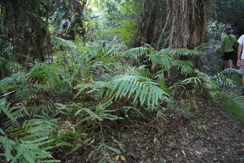 Stenochlaena tenuifolia, photograph 5