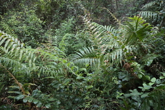 Stenochlaena tenuifolia, photograph (c) Tony Rebelo, some rights reserved (CC BY-SA)