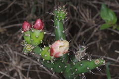 Opuntia salmiana