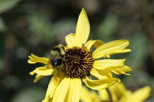 iNaturalist observation photo of Black-tailed Bumble Bee
