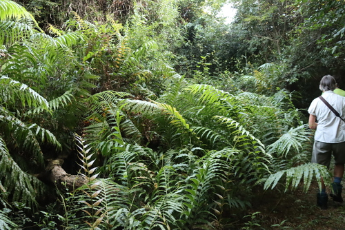 Stenochlaena tenuifolia, photograph 4
