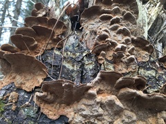 Phellinus piceinus