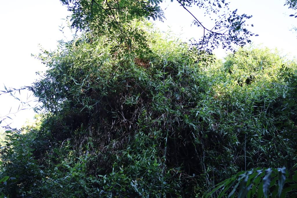 Flagellaria guineensis; photograph (c) Tony Rebelo, some rights reserved (CC BY-SA)