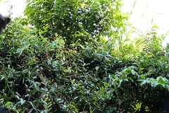 (c) Tony Rebelo, some rights reserved (CC BY-SA) Flagellaria guineensis, photograph (c) Tony Rebelo, some rights reserved (CC BY-SA)