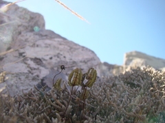 Doryopteris triphylla