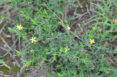Menodora integrifolia