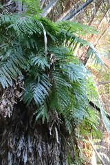 Stenochlaena tenuifolia, photograph (c) Tony Rebelo, some rights reserved (CC BY-SA)