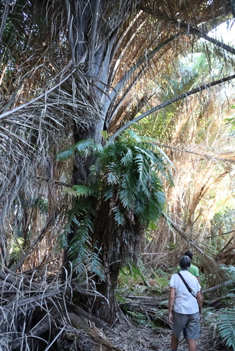 Stenochlaena tenuifolia, photograph 2