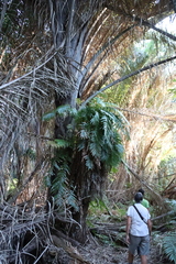 Stenochlaena tenuifolia, photograph (c) Tony Rebelo, some rights reserved (CC BY-SA)