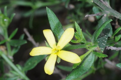 Menodora integrifolia