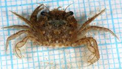 Liocarcinus navigator