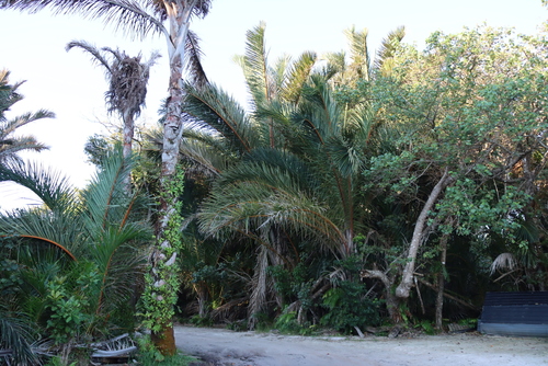 Raphia australis, photograph 6