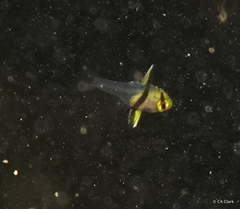 Sphaeramia nematoptera