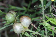 Menodora integrifolia