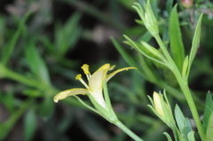 Menodora integrifolia