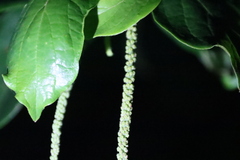 Antidesma venosum, photograph (c) Tony Rebelo, some rights reserved (CC BY-SA)