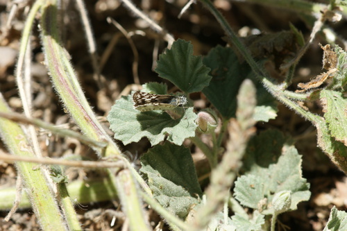 iNaturalist observation photo of White Checkered-Skipper