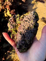 Lithophyllum incrustans